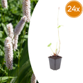 24x Persicaria bistorta 'Superba' - ↕10-25cm - Ø9cm