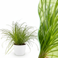 Kamerplant - Cyperus alternifolius Zumula - Kattengras - Huisdiervriendelijke Plant - Groen - 1 Plant - met Potter Wit - Pot 12cm - Hoogte 20cm