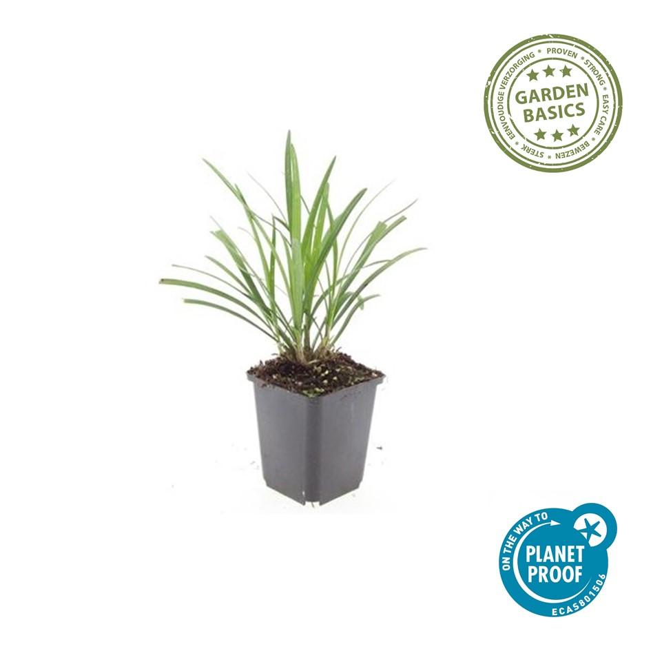 60x Liriope muscari 'Ingwersen' - ↕10-25cm - Ø9cm