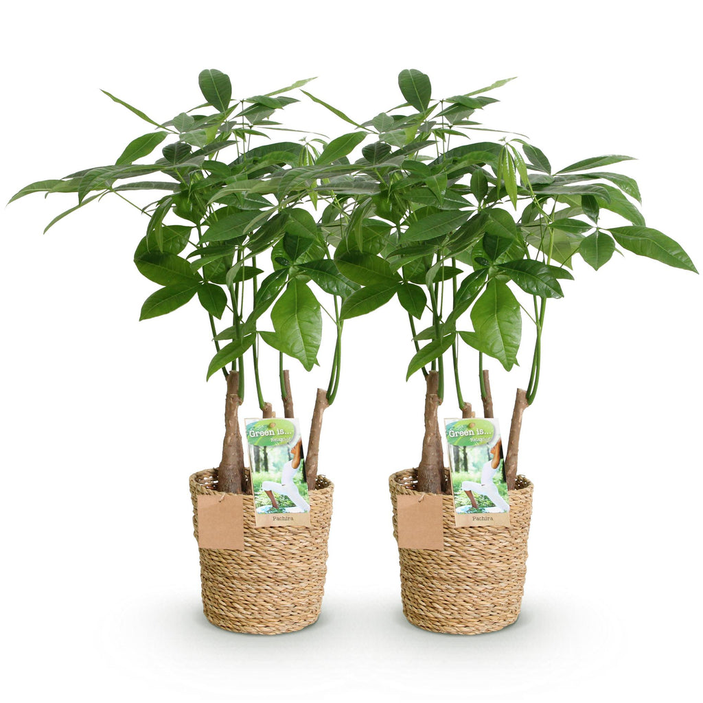 Green is... Kamerplanten - Pachira Aquatica multi stam - Geldboom - Weinig onderhoud - met mand - Groen - 2 Planten - Pot 17cm - Hoogte 50-55cm