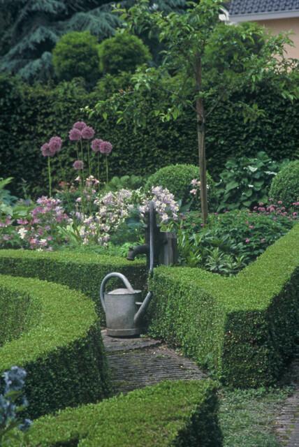 60x Buxus Sempervirens - ↕10-25cm - Ø9cm