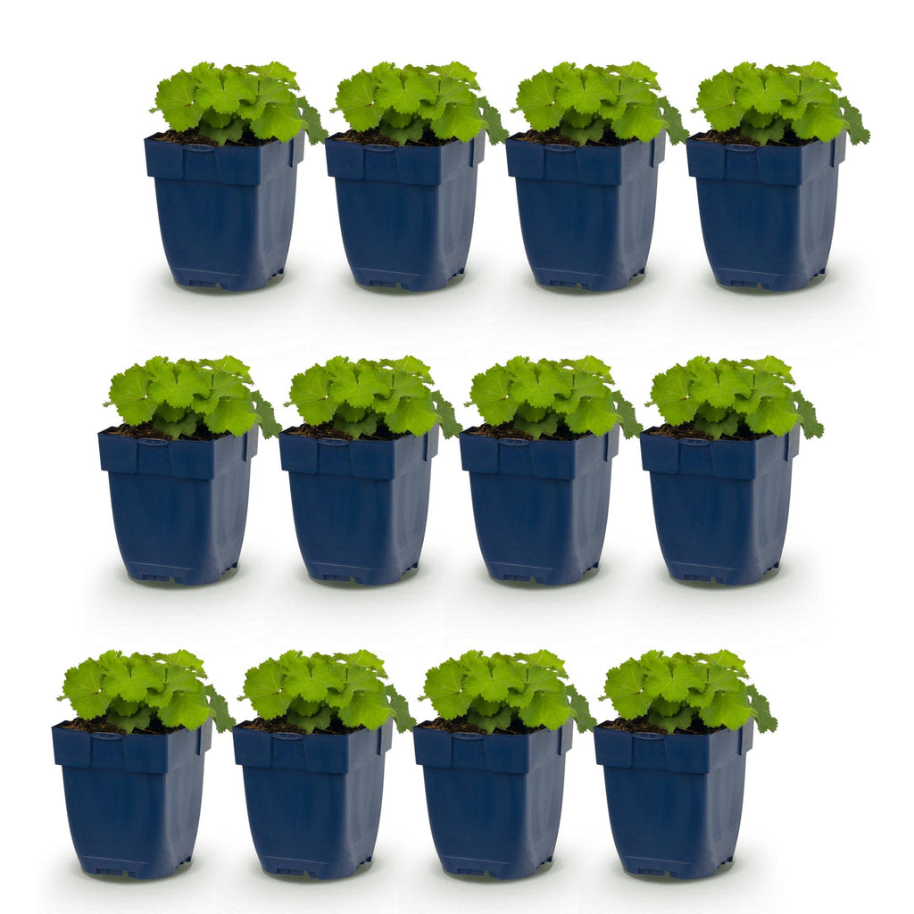 Vasteplant - Alchemilla mollis - Vrouwenmantel - Bodembedekkend - Geel - 12 Planten - Pot 11cm - Hoogte 15-25cm