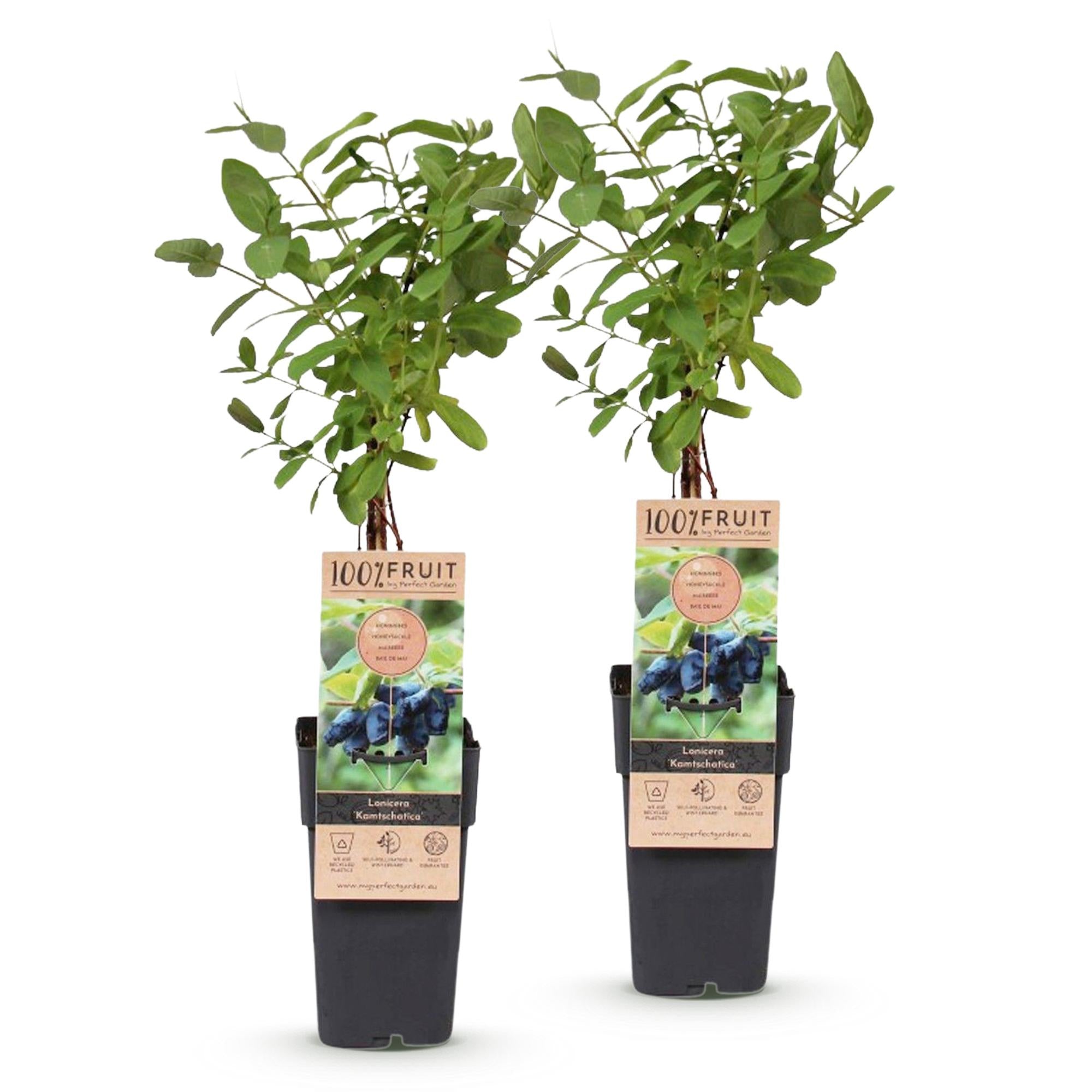 Fruitplant - Lonicera caerulea Kamchatika - Honingbes - Winterhard - Blauw Vrucht - 2 Planten - Pot 15cm - Hoogte 50cm