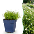 Vasteplant - Sagina subulata - Vetmuur - Rotsplanten - Wit - 24 Planten - Pot 11cm - Hoogte 15-25cm