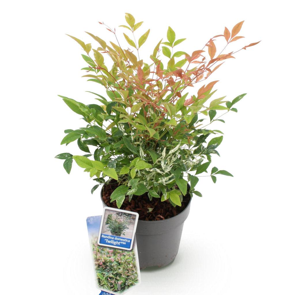 Tuinplant - Nandina Twilight - Bont & Roze - 1 Plant - Groenblijvend - Weinig Onderhoud - Pot 17cm Hoogte 45cm
