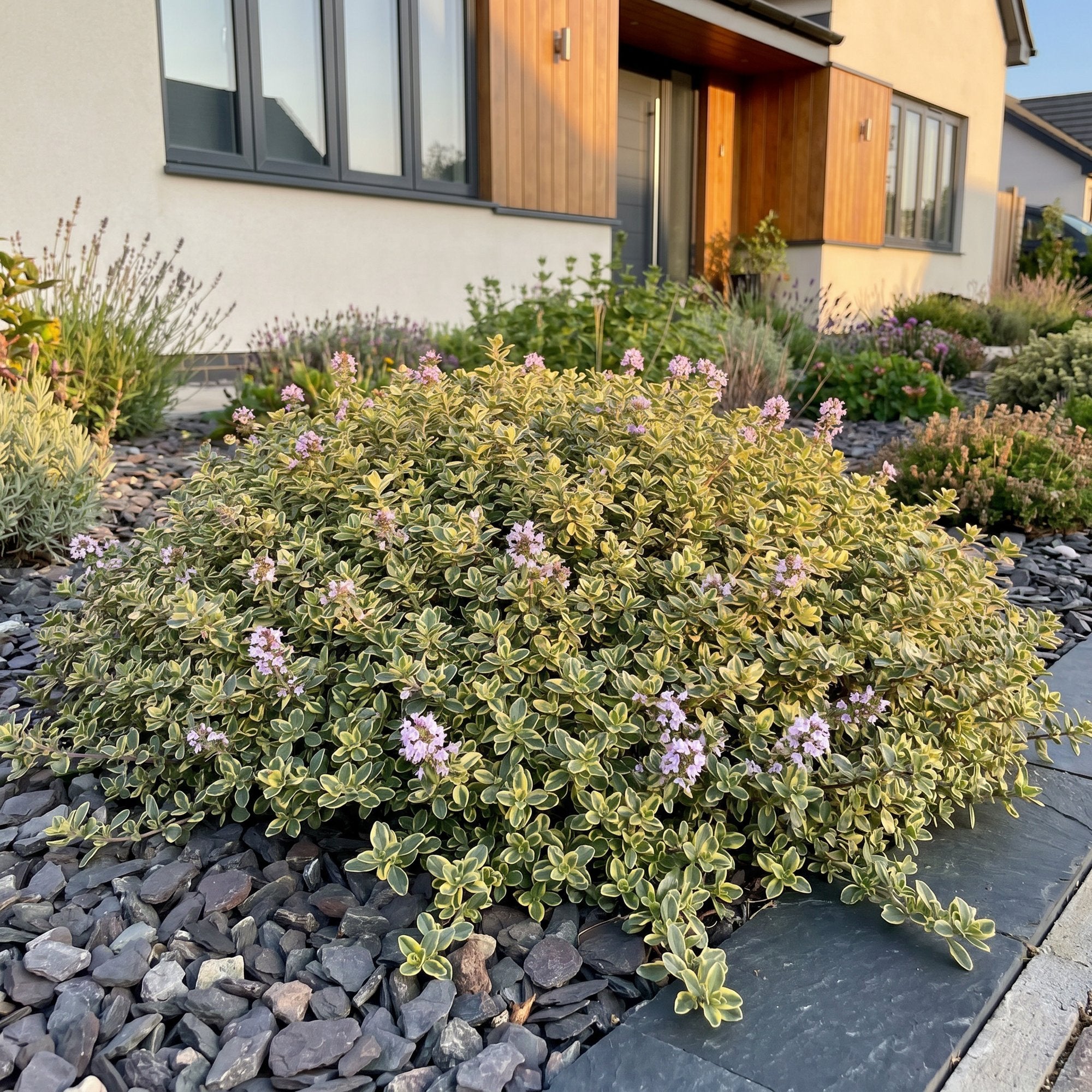Vasteplant - Thymus citr. Sambesi - Citroentijm - Geurend - Geel - 12 Planten - Pot 11cm - Hoogte 15-25cm