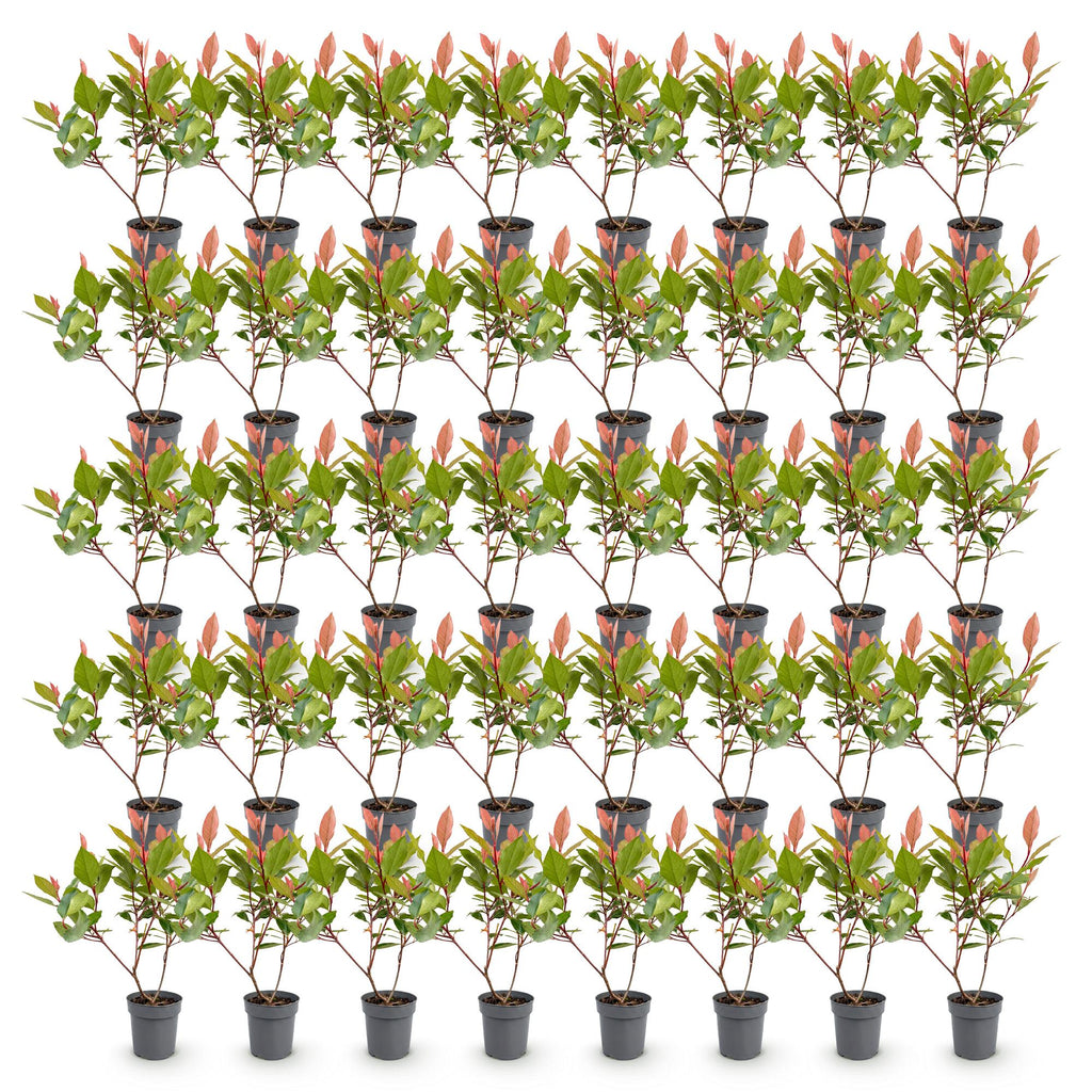 40x Photinia fraseri Little Red Robin - Glansmispel - Haagplanten - Groenblijvend - Rood - Pot 9cm - Hoogte 25-35cm