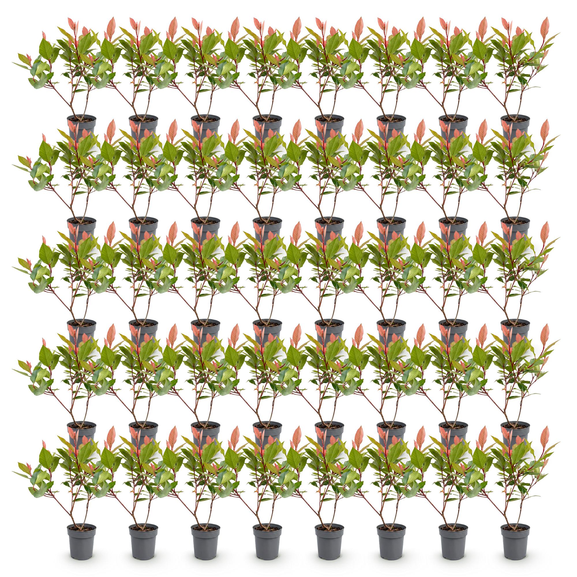 40x Photinia fraseri Little Red Robin - Glansmispel - Haagplanten - Groenblijvend - Rood - Pot 9cm - Hoogte 25-35cm