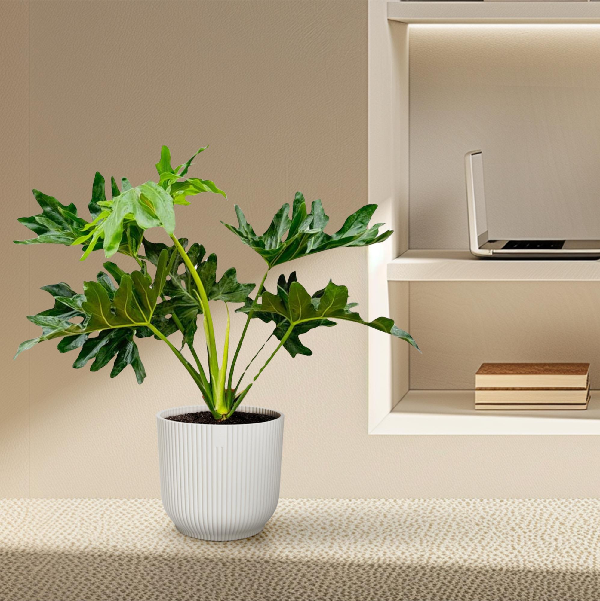 Philodendron Selloum - 60 cm - Ø19