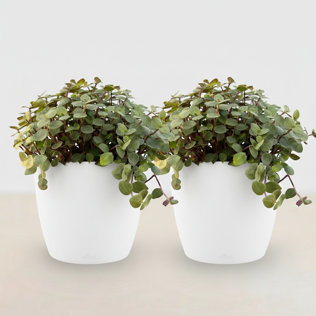 Kamerplant - Calissia repens - Kattengras - Huisdiervriendelijk - Groen - 2 Planten - met Potter Wit - Pot 12cm - Hoogte 17-20cm