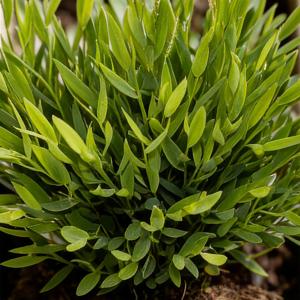 Kamerplant - Bamusa Pogonatherum Monica - Bamboegras - Huisdiervriendelijk - Groen - 4 Planten - Pot 12cm - Hoogte 30-35cm
