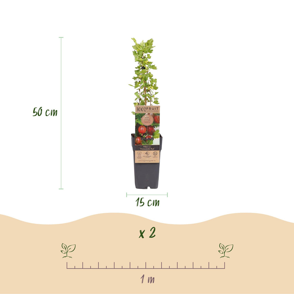 Fruitplant - Ribes uva-crispa Hinnonmäki Röd - Kruisbes - Winterhard - Rode Bes - 2 Planten - Pot 15cm - Hoogte 50cm