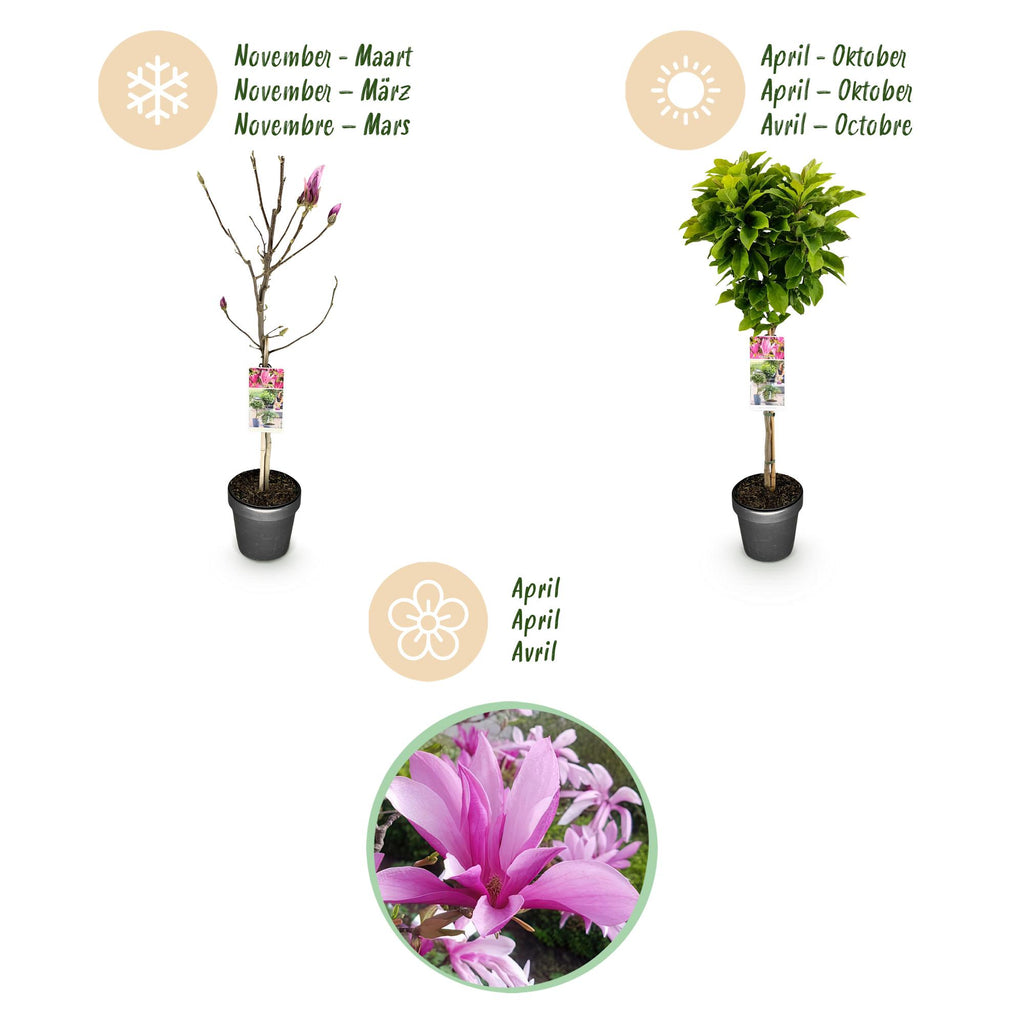 Plant op Stam - Magnolia Susan - Terras Plant - Bladverliezend - Winterhard - Roze Bloem - Pot 19cm Hoogte 90cm