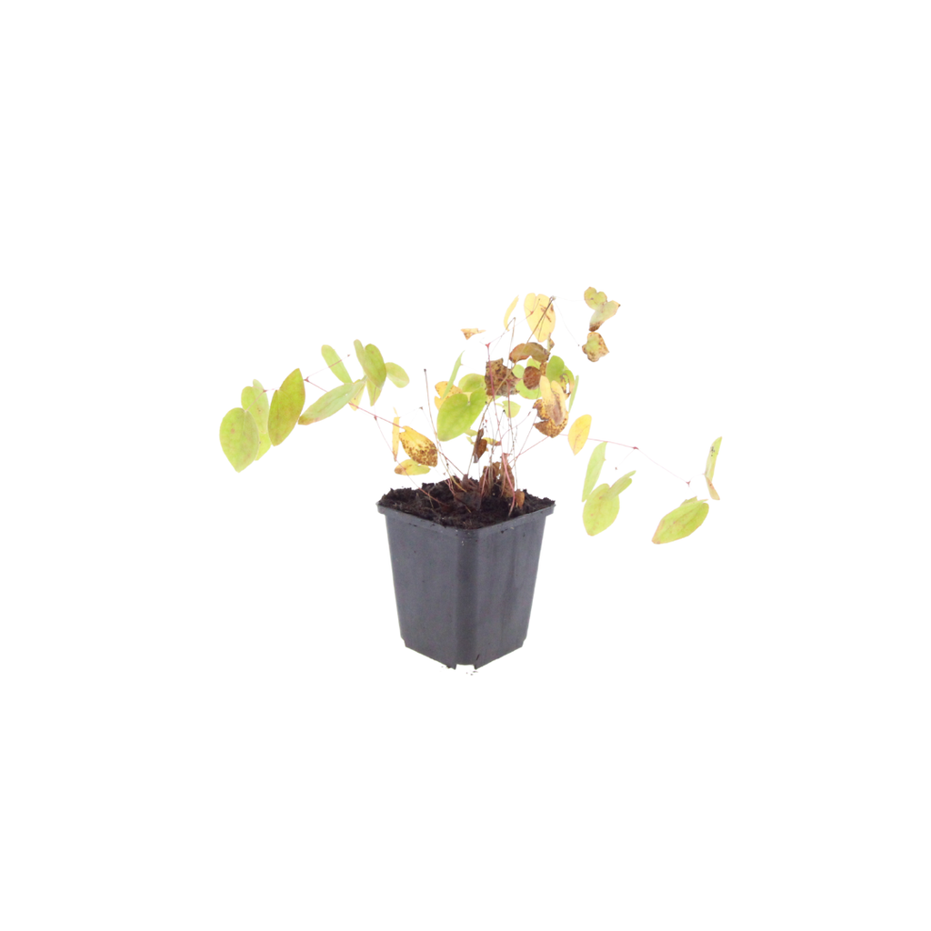 24x Epimedium y. 'Niveum' - ↕10-25cm - Ø9cm