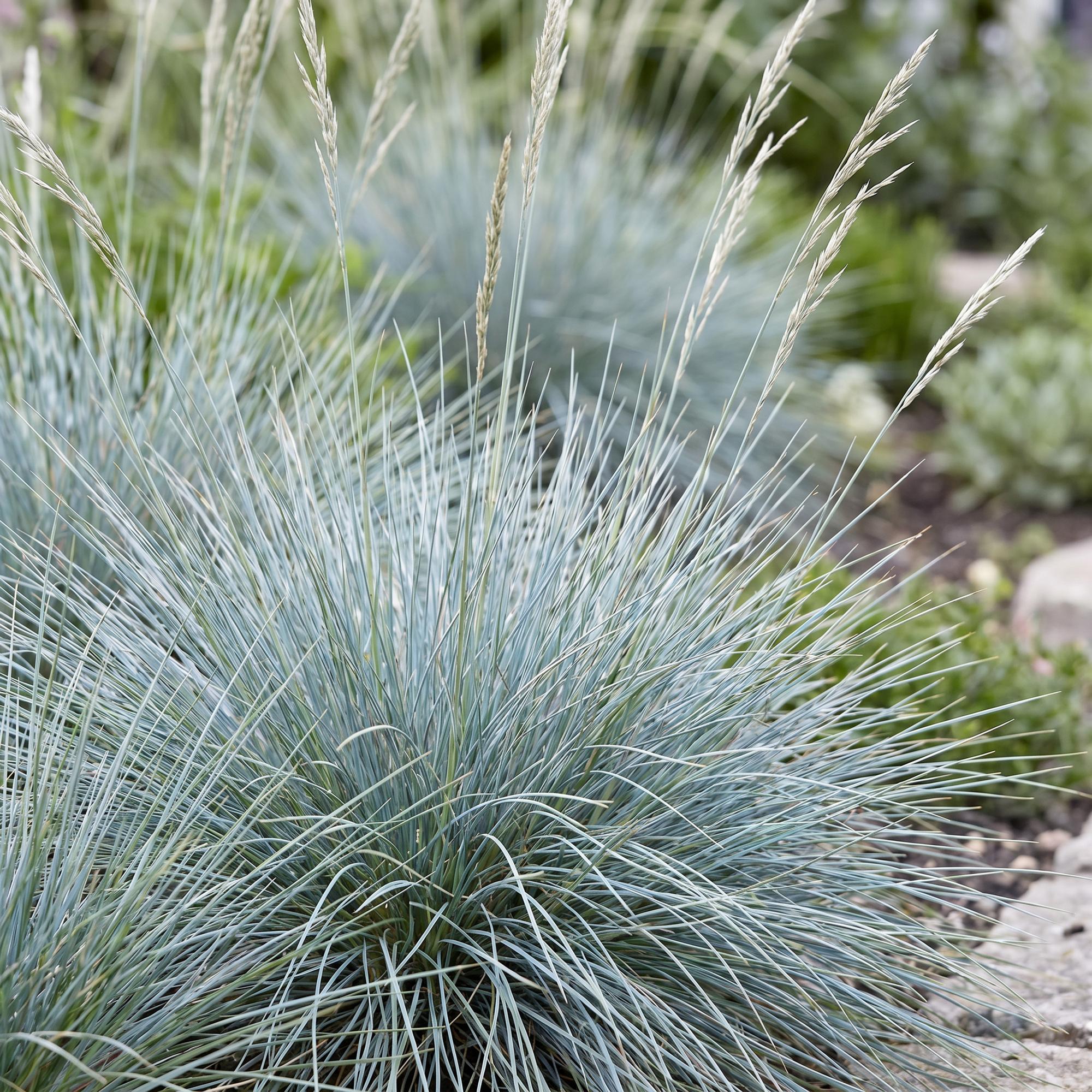 Vasteplant - Festuca glauca - Blauwgras - Groenblijvend - Blauw - 12 Planten - Pot 11cm - Hoogte 15-25cm