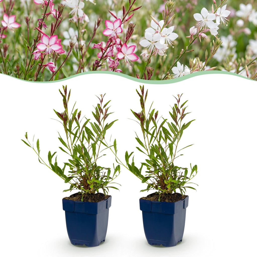 Vasteplant - Gaura Duo - Prachtkaars - Bijen en Vlinderlokkers - Roze - Wit - 6 Planten - Pot 11cm - Hoogte 15-25cm