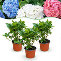 Tuinplant - Hydrangea macrophylla Tricolour - Hortensia - Winterhard - Roze-Blauw-Wit - 3 Planten - Pot 12cm - Hoogte Hoogte 20-30cm