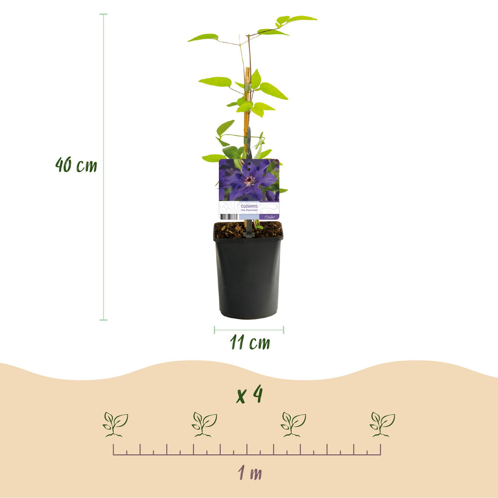 Klimplant - Clematis The President - Bloem Roze - Weinig onderhoud -2 planten -  Pot 11cm Hoogte 40cm