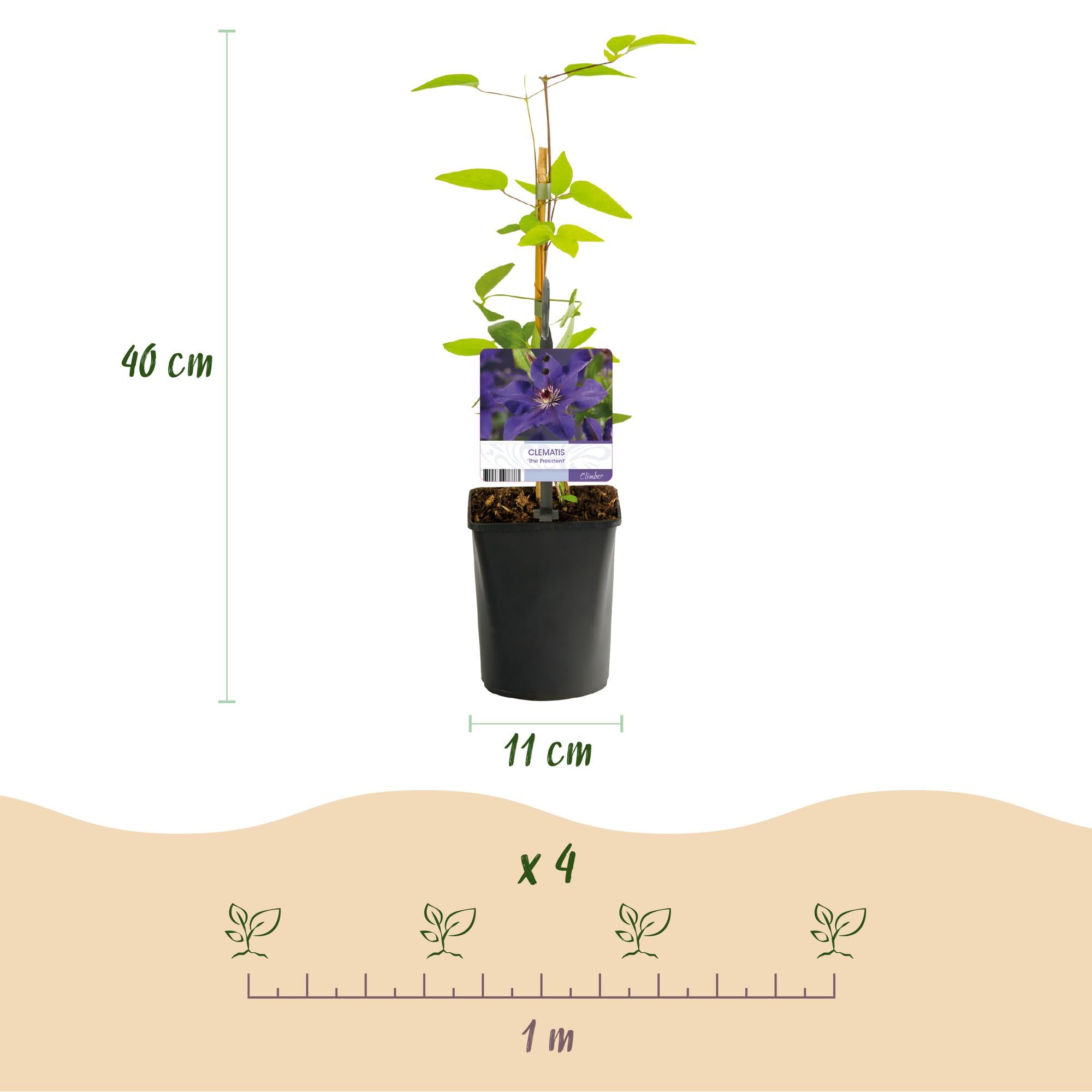 Klimplant - Clematis The President - Bloem Roze - Weinig onderhoud -2 planten -  Pot 11cm Hoogte 40cm