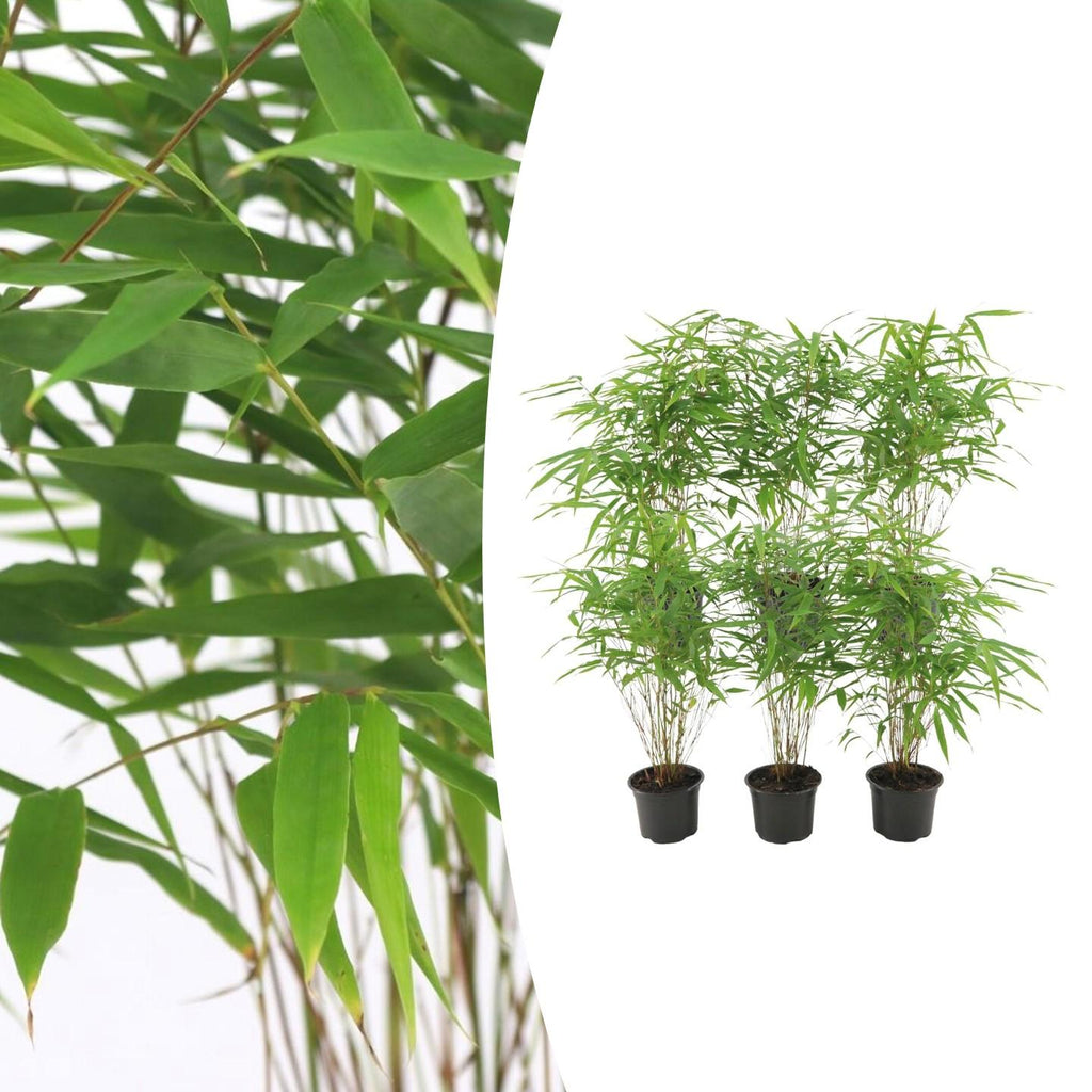 6x Fargesia Rufa Ø13 cm - ↕25 cm Bamboe