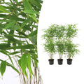 6x Fargesia Rufa Ø13 cm - ↕25 cm Bamboe