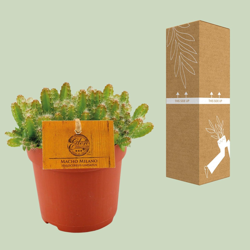 Hylocereus Undatus - Ø11cm - ↕15cm