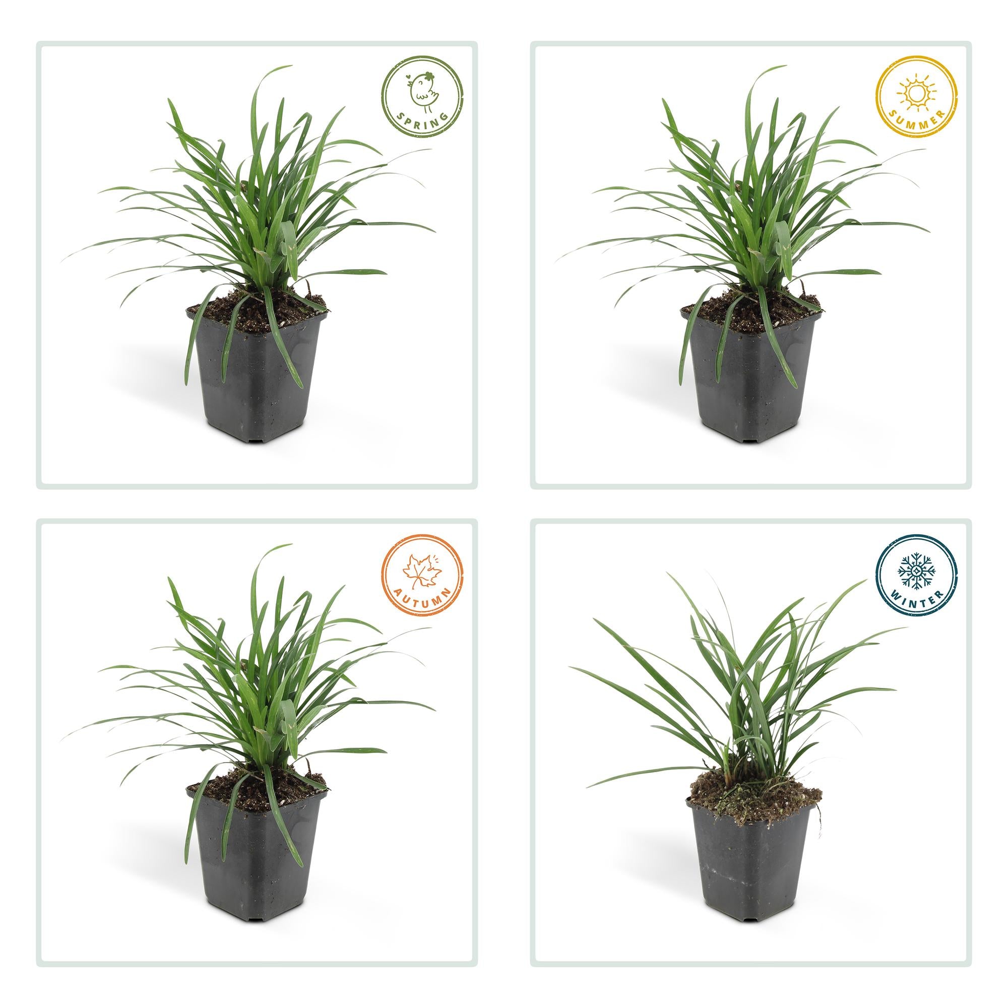 24x Liriope muscari 'Big Blue' - ↕10-25cm - Ø9cm