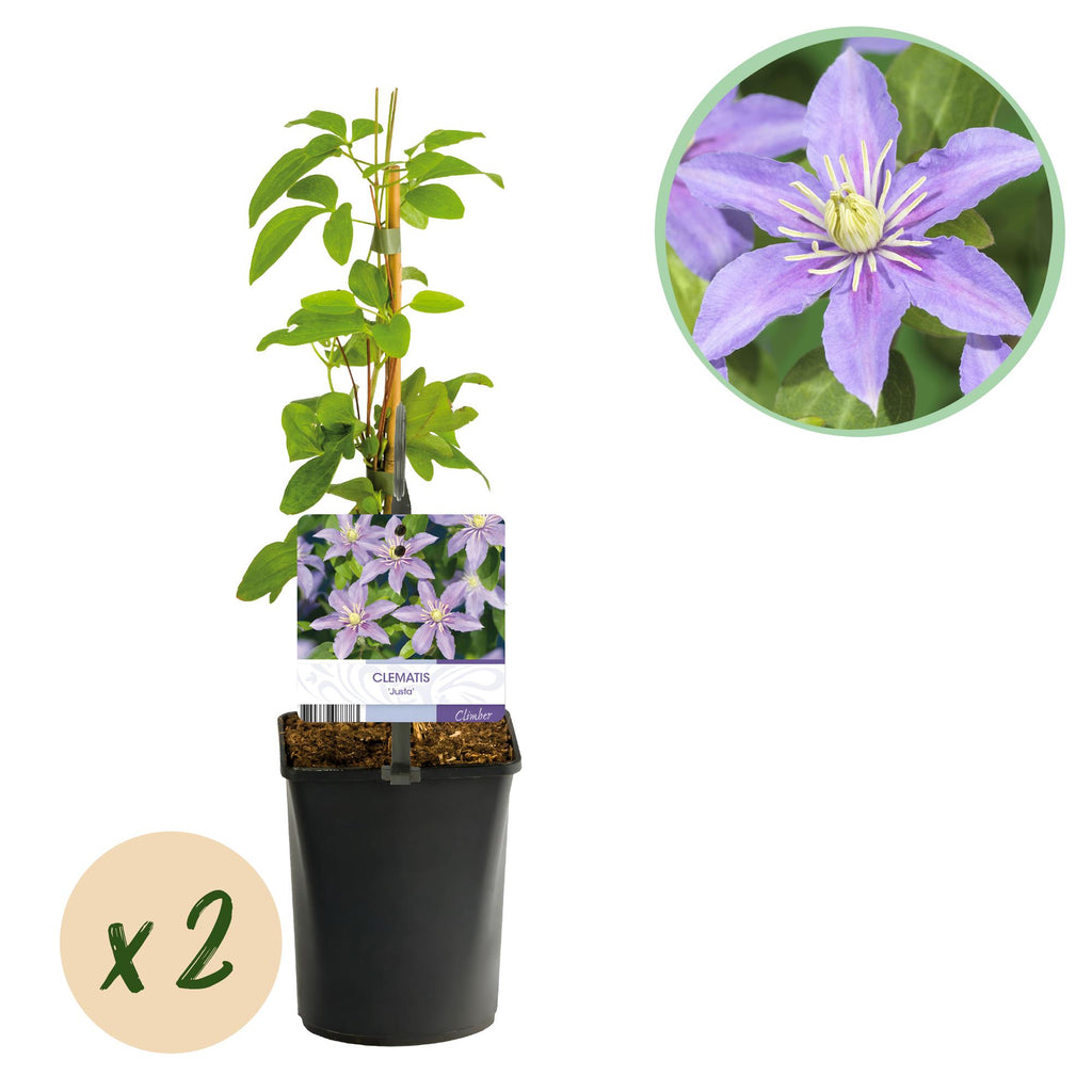Klimplant - Clematis Justa - Bloem Licht Blauw - Weinig onderhoud -2 planten -  Pot 11cm Hoogte 40cm