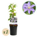 Klimplant - Clematis Justa - Bloem Licht Blauw - Weinig onderhoud -2 planten -  Pot 11cm Hoogte 40cm