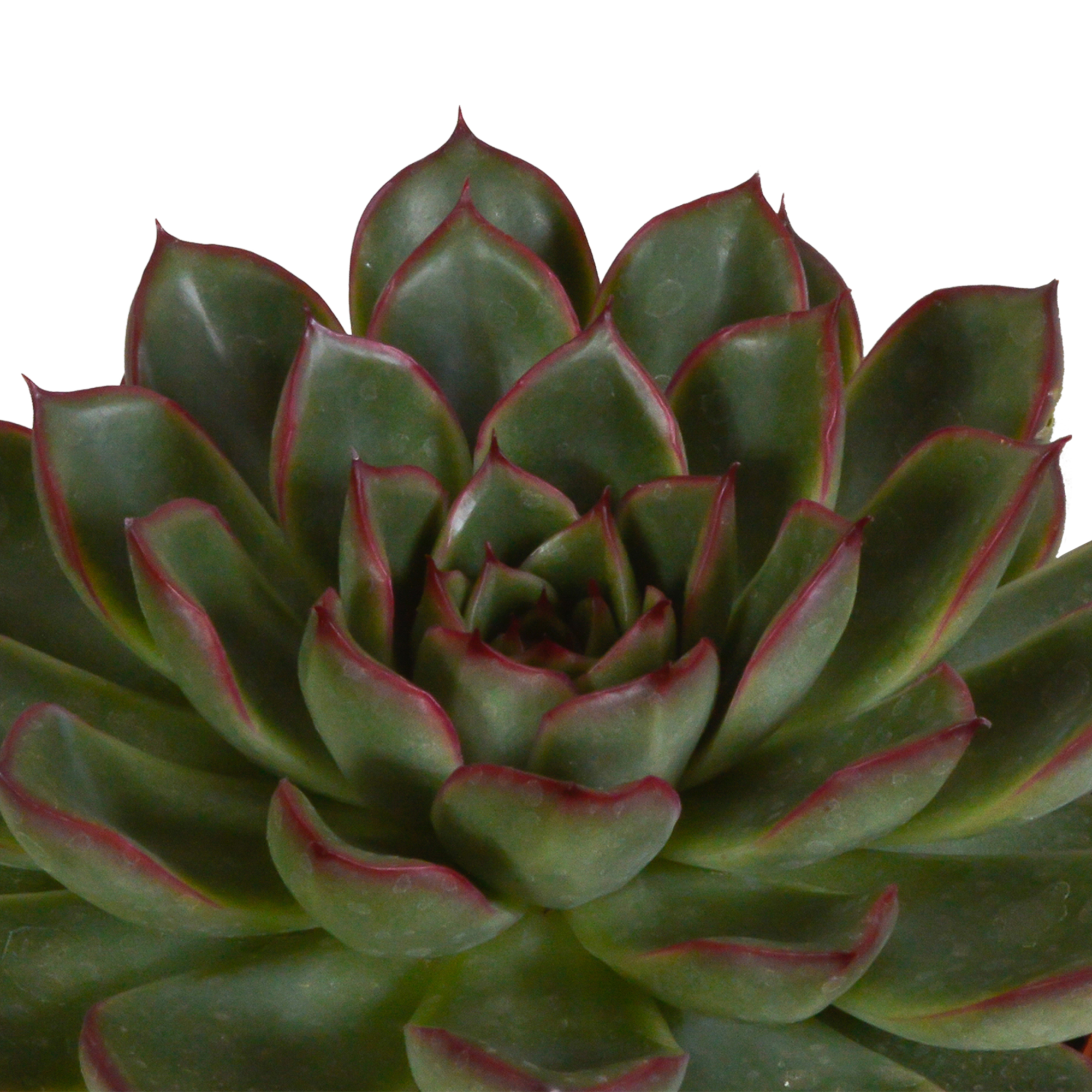 Echeveria mix 10.5 cm - 3x - zonder pot