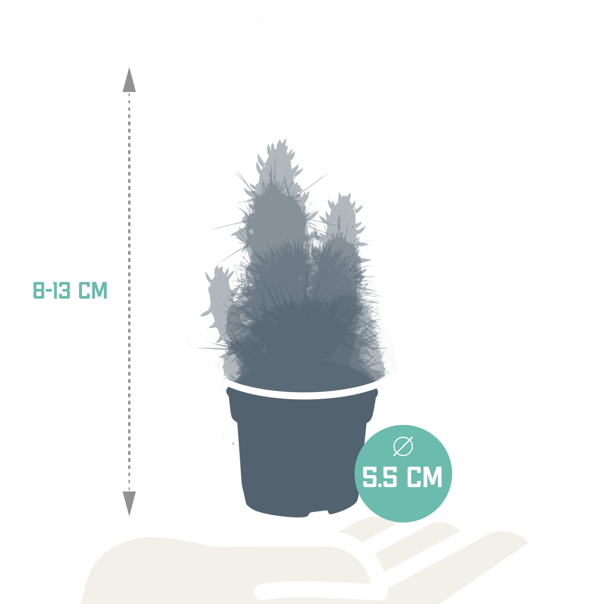 Cactus en vetplanten mix 5.5 cm | 15 stuks - zonder pot