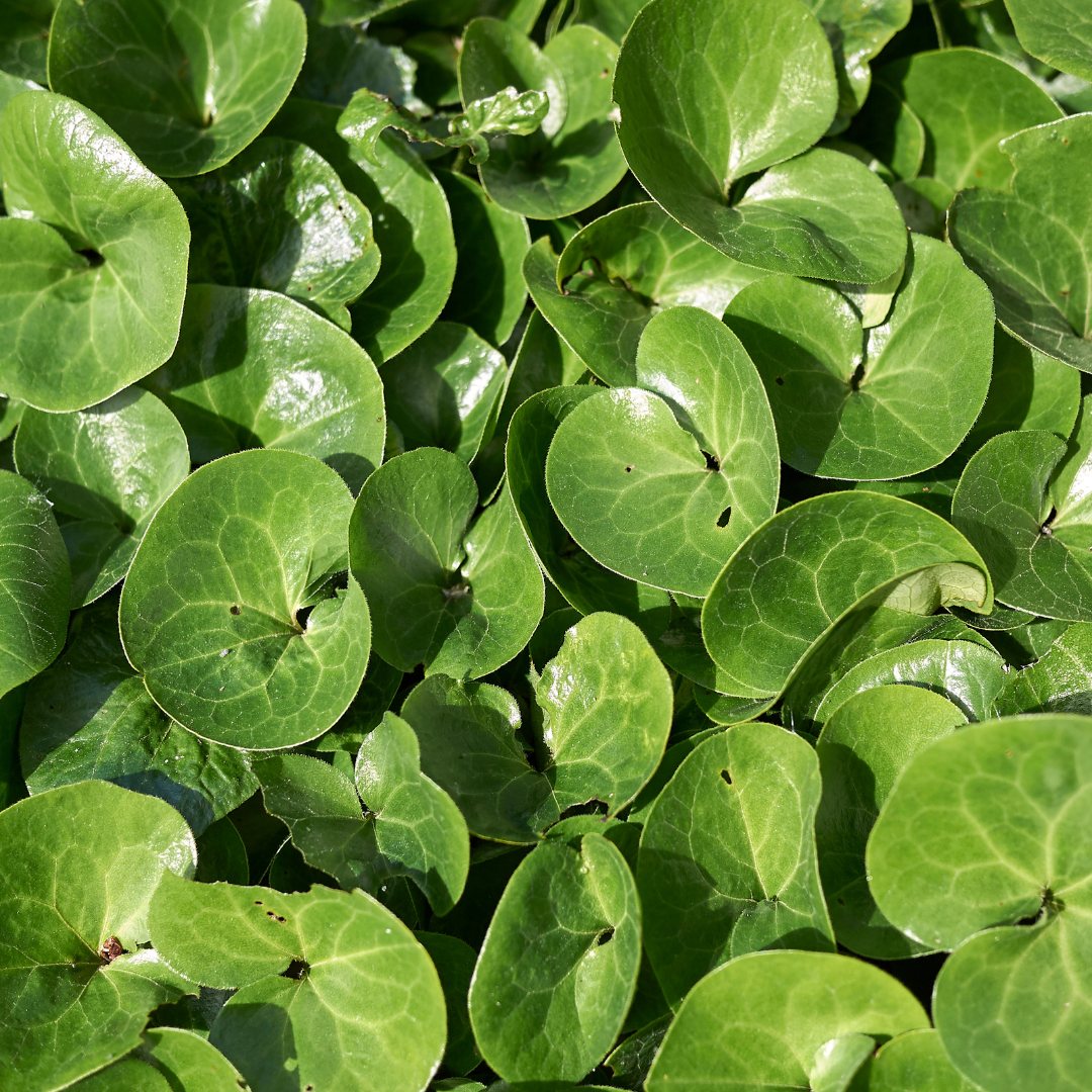 48x Asarum europaeum - ↕10-25cm - Ø9cm