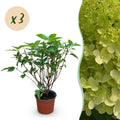 Tuinplant - Hydrangea panniculata Limelight - Pluimhortensia - Winterhard - Lime Groen - 3 Planten - Pot 12cm - Hoogte Hoogte 20-30cm