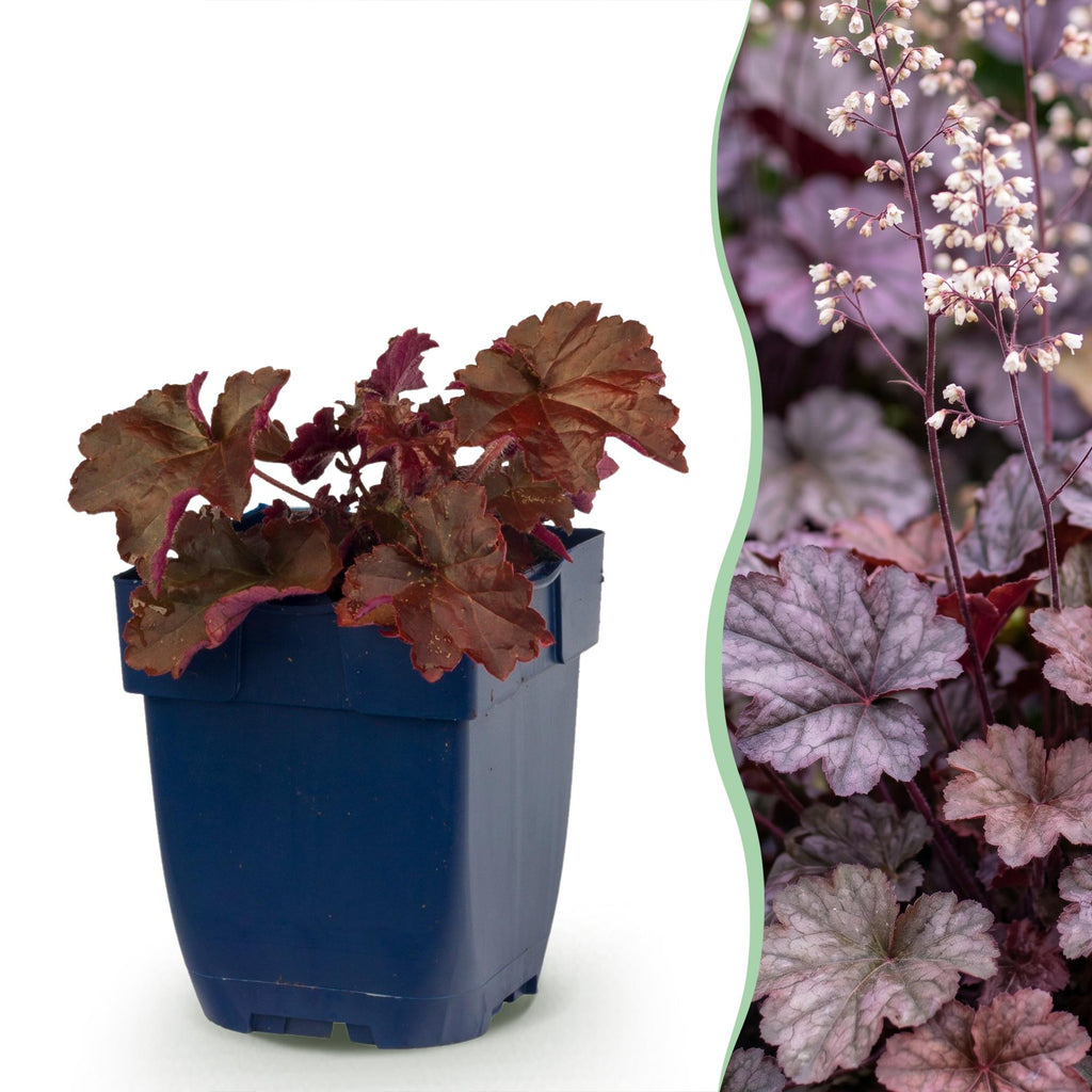 Vasteplant - Heuchera micr. Palace Purple - Purperklokje - Schaduw - Paars - 6 Planten - Pot 11cm - Hoogte 15-25cm