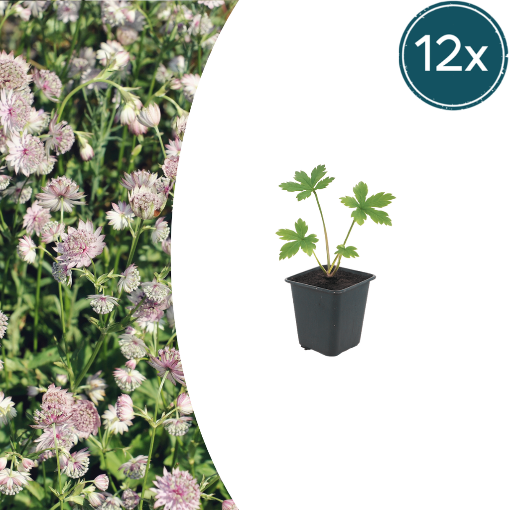 12x Astrantia major - ↕10-25cm - Ø9cm