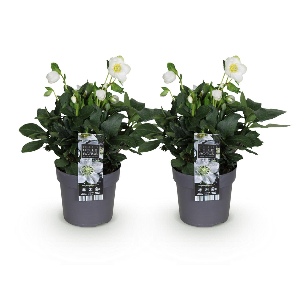 Tuinplant - Kerstroos - Helleborus Christmas Carol  - Witte Bloem -2 Planten - Groenblijvend - Pot 14cm Hoogte 30cm
