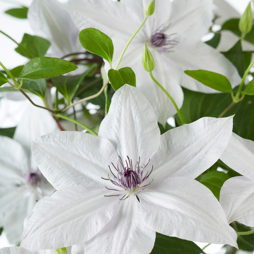Clematis Garland Tsukiko 23cm