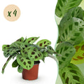 Kamerplant - Maranta Fascinator Kerchoveana - Gebedsplant - Huisdiervriendelijk - Groen - 4 Planten - Pot 12cm - Hoogte 30-35cm