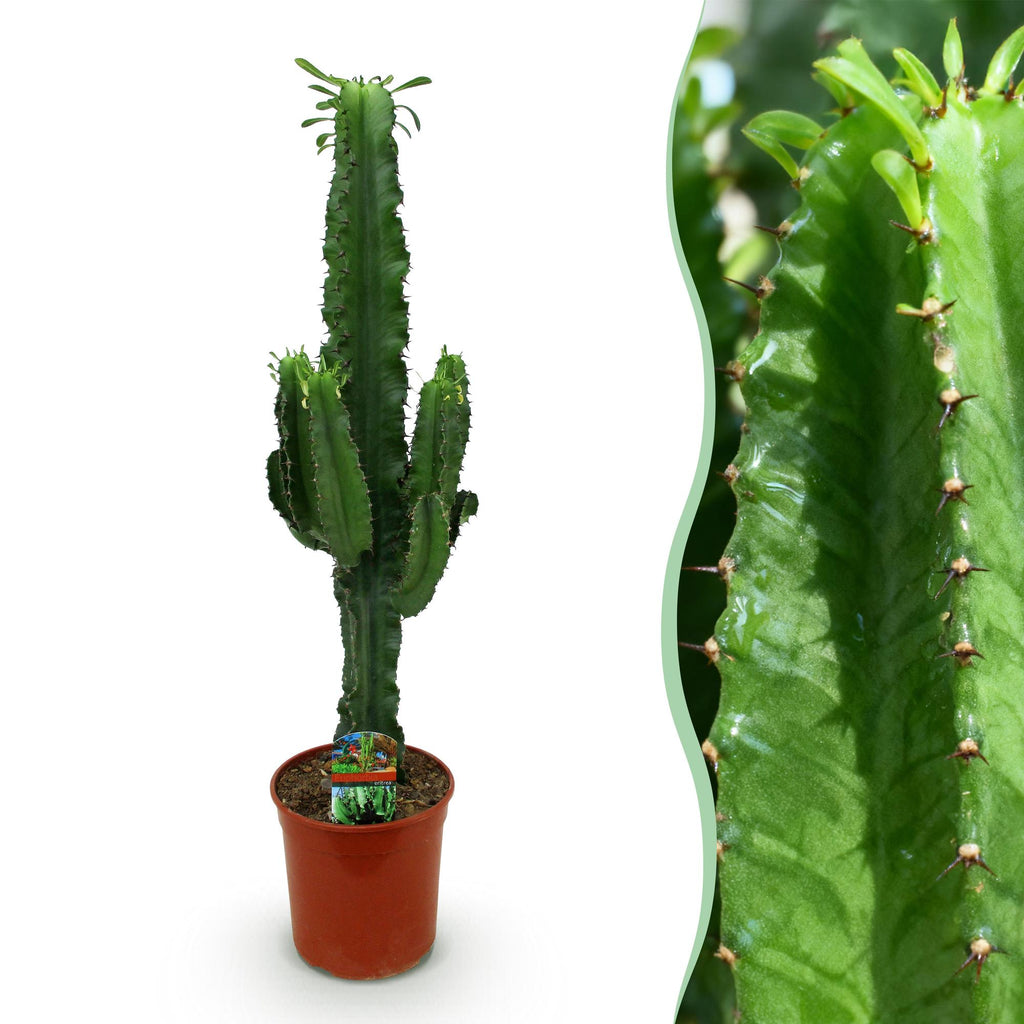 Kamerplant - Euphorbia eritrea - Afrikaanse melkboom - Weinig onderhoud - Groen - 1 - Pot 19cm - Hoogte 70cm