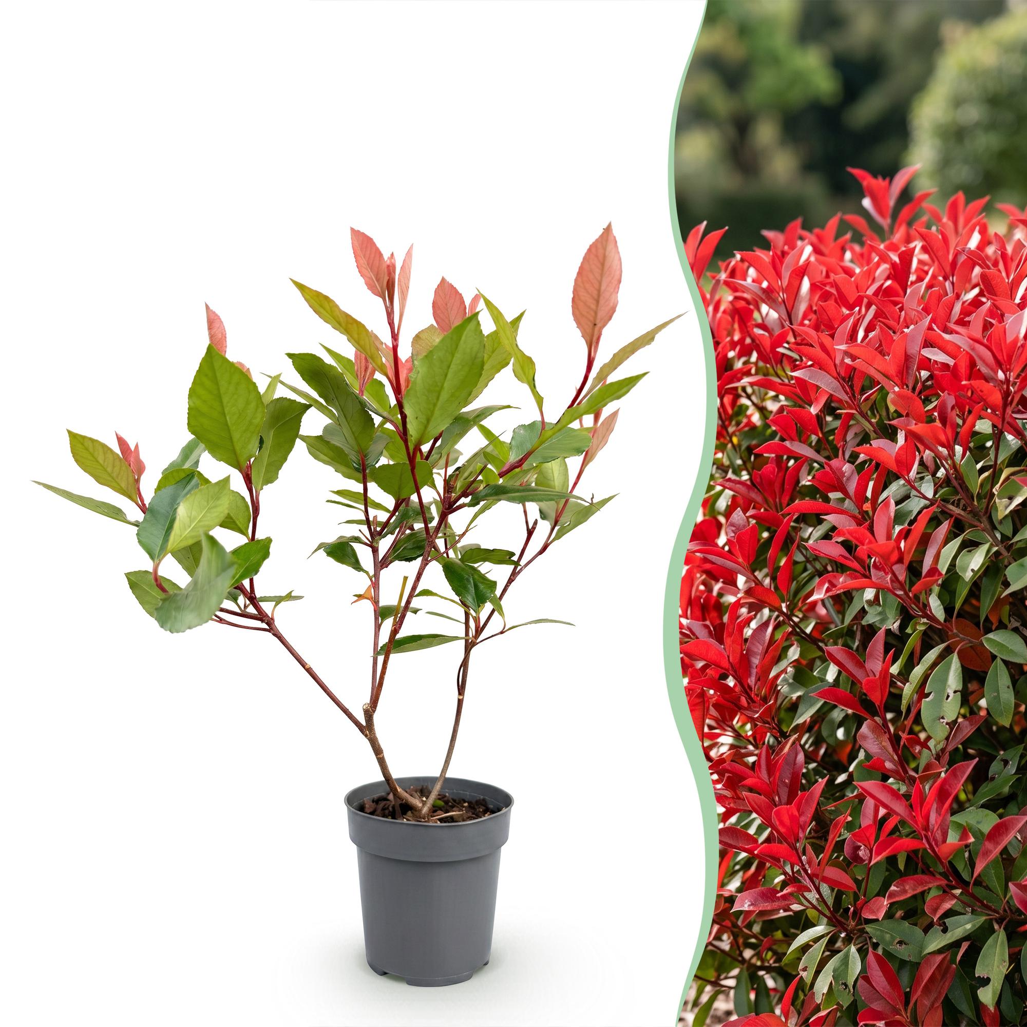 40x Photinia fraseri Little Red Robin - Glansmispel - Haagplanten - Groenblijvend - Rood - Pot 9cm - Hoogte 25-35cm