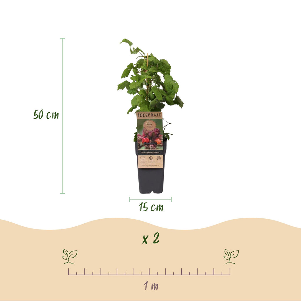 Fruitplant - Rubus phoenicolasius - Japanse wijnbes - Winterhard - Fel Rode Framboos - 2 Planten - Pot 15cm - Hoogte 50cm