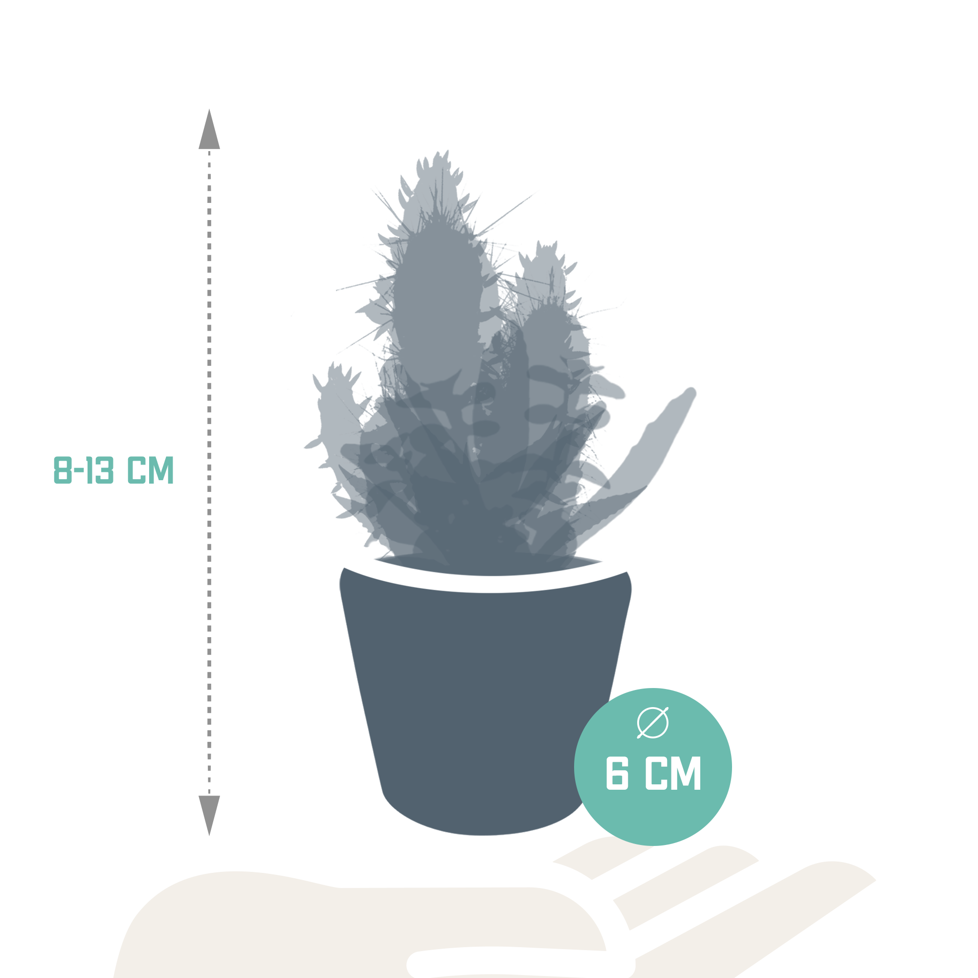 Cactus en vetplanten mix 5.5 cm | 15 stuks - in Mexicaanse pot