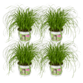 Cyperus Alternifolius (Kattengras) - 4 stuks - Ø12cm - ↕20cm