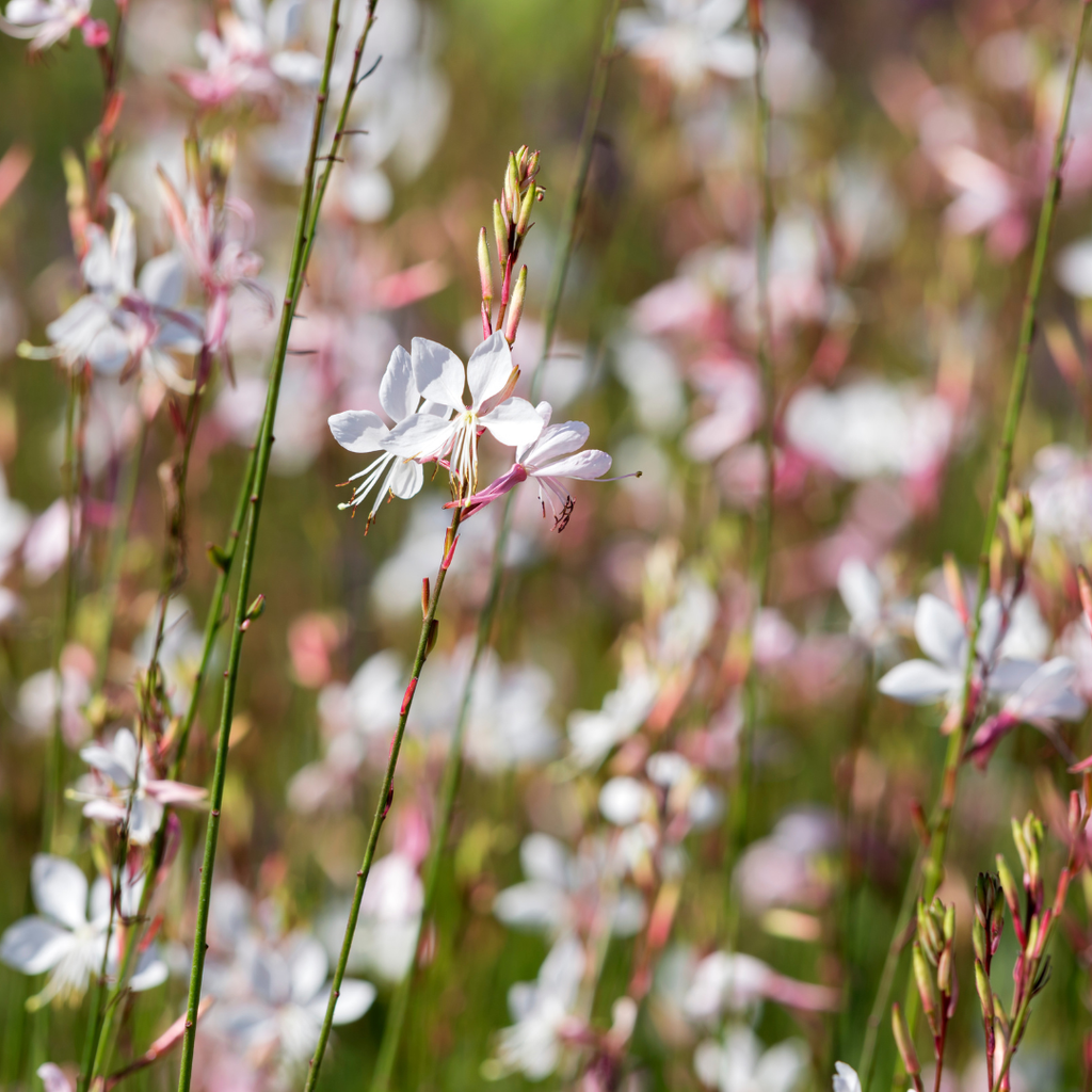 24x Gaura l. 'Whirling Butterflies' - ↕10-25cm - Ø9cm
