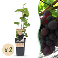 Fruitplant - Vitis vinifera Vanessa - Druivenplant - Pitarm - Blauwe Druif - 2 Planten - Pot 15cm - Hoogte 50cm