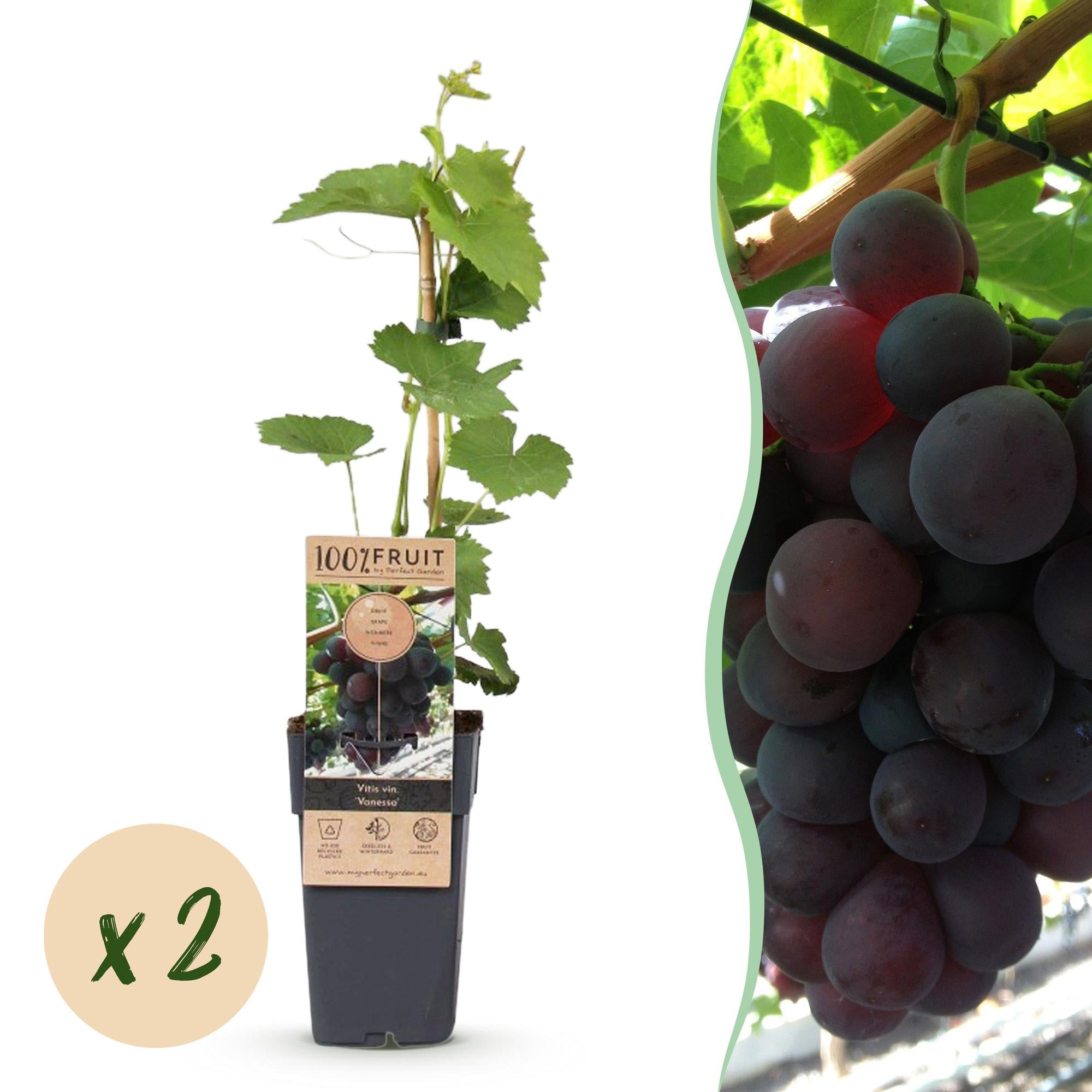 Fruitplant - Vitis vinifera Vanessa - Druivenplant - Pitarm - Blauwe Druif - 2 Planten - Pot 15cm - Hoogte 50cm