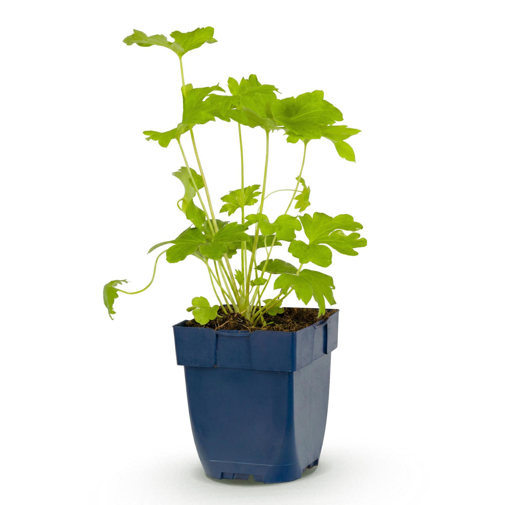 Vasteplant - Delphinium (P) Black Knight - Ridderspoor - Bijen en Vlinderlokkers - Paars - 1 Plant - Pot 11cm - Hoogte 15-25cm