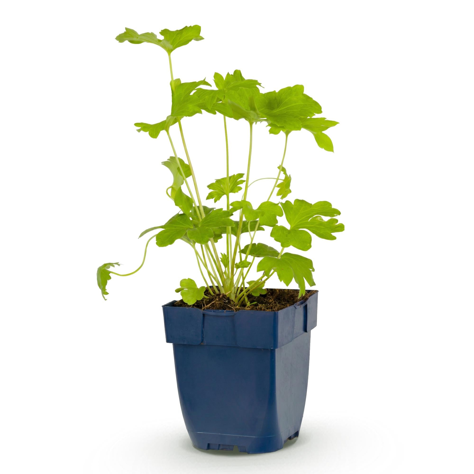 Vasteplant - Delphinium (P) Black Knight - Ridderspoor - Bijen en Vlinderlokkers - Paars - 1 Plant - Pot 11cm - Hoogte 15-25cm