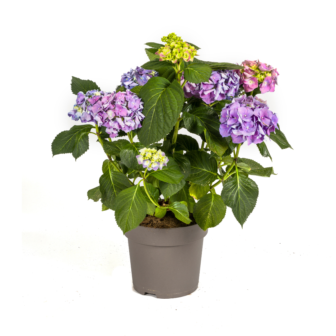 Hydrangea Macrophylla Blue Ø24cm - ↕70 - 80cm