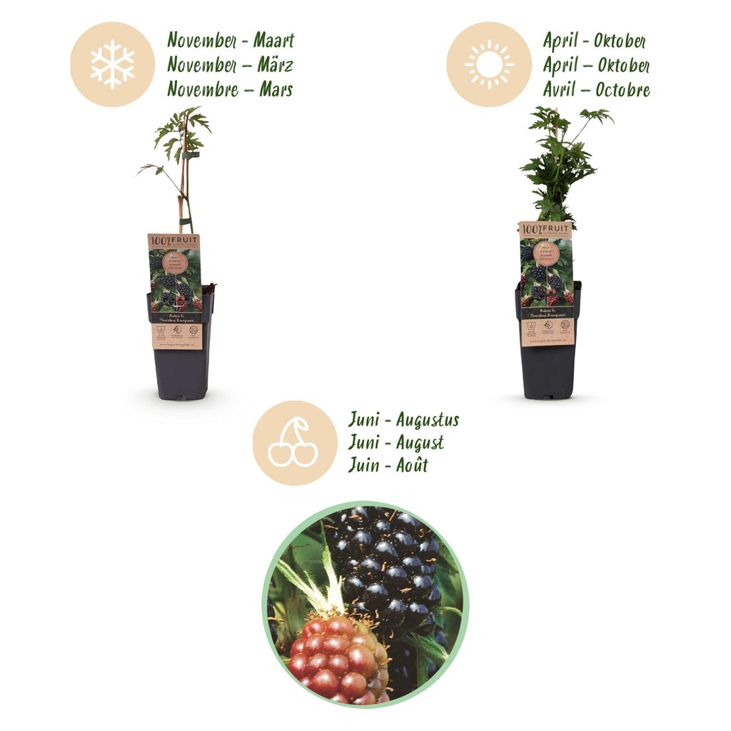 Fruitplant - Rubus fruticosus Thornless Evergreen - Bramenplant - Doornloos - Zwarte Braam - 2 Planten - Pot 15cm - Hoogte 50cm